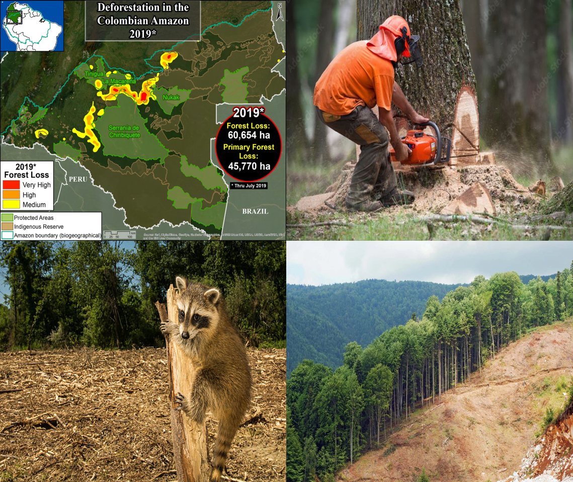 Deforestation Mapping